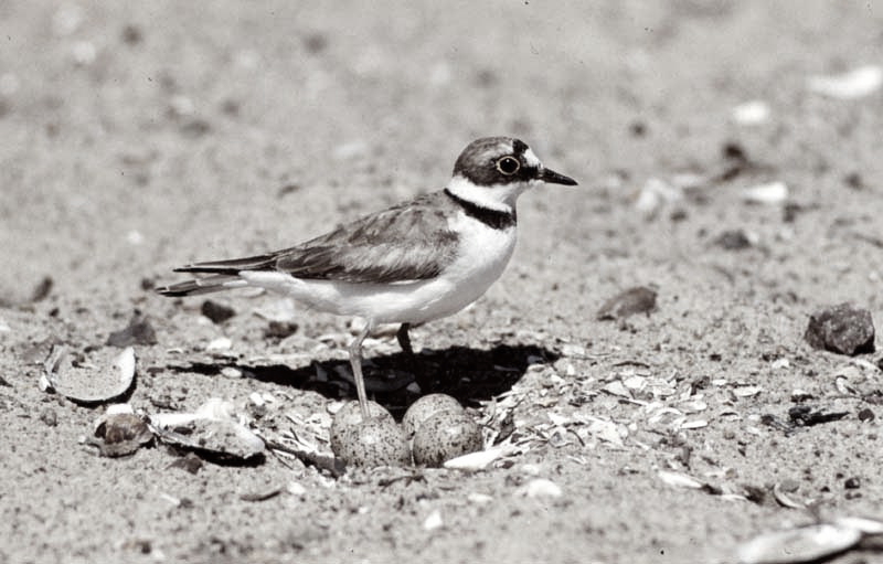 Vgel Waldvgel Naturfotografie